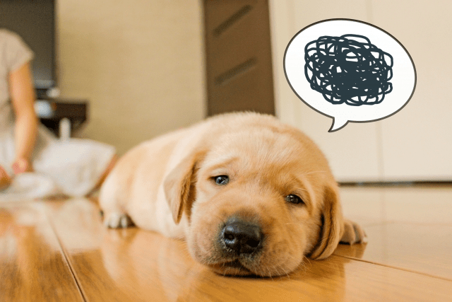 アンケートモニターって安全なの？