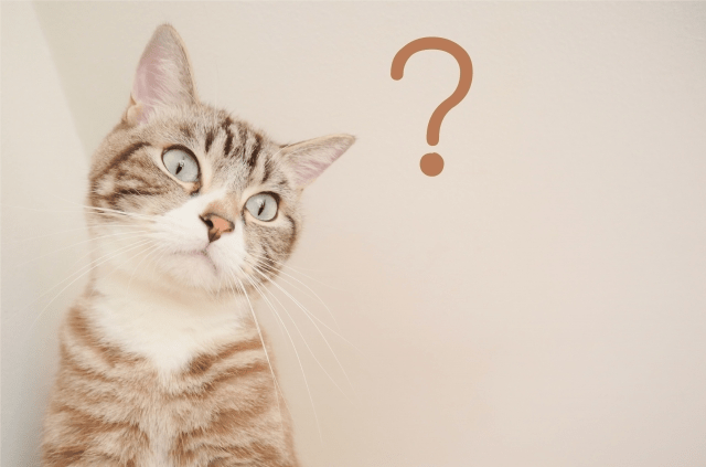 アンケートモニターって大丈夫！？初インタビューで不安解消