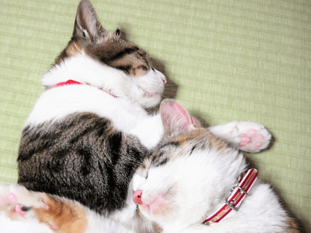 日常のちょっとしたスパイスに