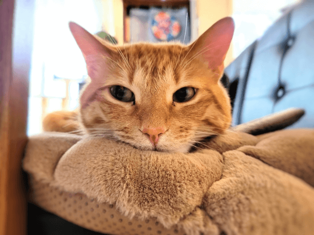 ペットの好みが知れるホームユーステスト